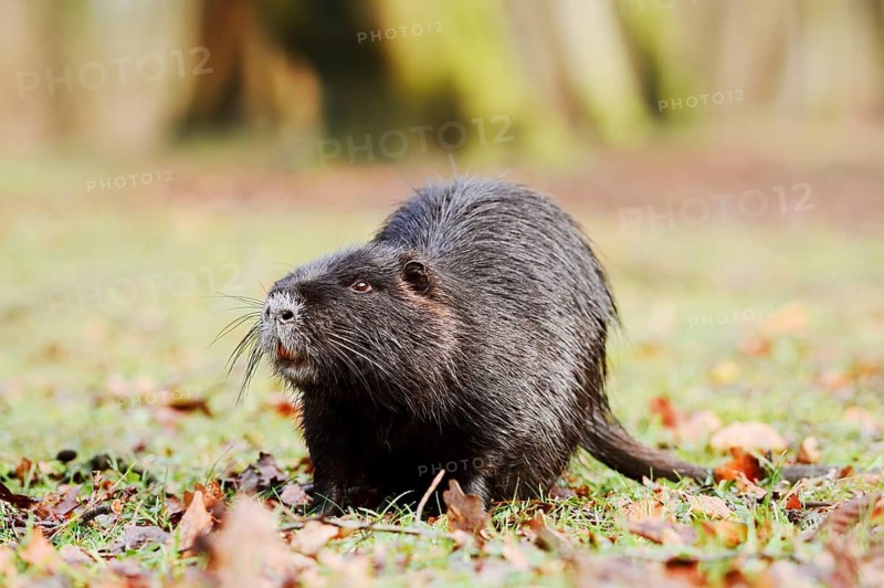 Nutria or swamp beaver (Myocastor coypus) on the shore, North Rhine-Westphalia, Germany, neozoon in Europe