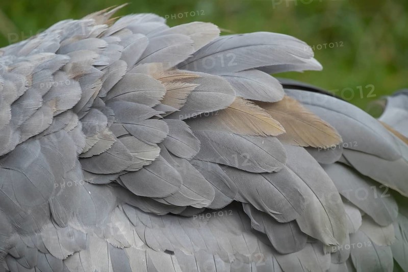 Common crane (Grus grus) adult bird close up of the birds wing feathers, England, United Kingdom