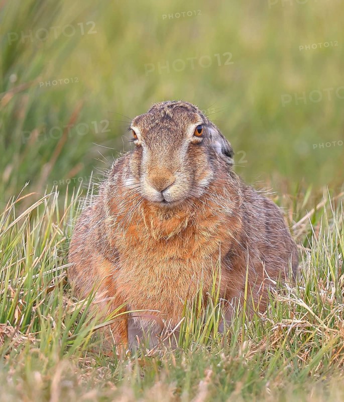 European hare (Lepus europaeus) resting in a meadow, wildlife, animals, mammal, Ochsenmoor, Naturpark Dümmer See, Hüde Lower Saxony, Germany