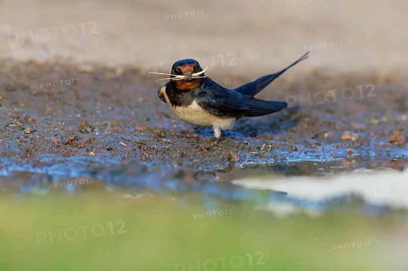 Barn Swallow, House Swallow, Fork-tailed Swallow, Swallow family, (Hirundo rustica), animals, birds, collects material for nest building, migratory bird, Muselievo, Muselievo, Pleven, Bulgaria