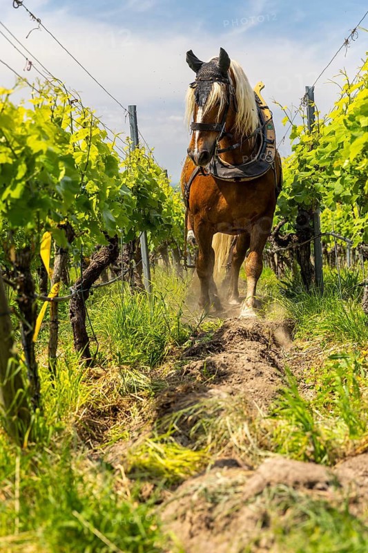 Haflinger pulling plough between vines, vineyard, Ihringen, Kaiserstuhl, Baden-Württemberg, Germany