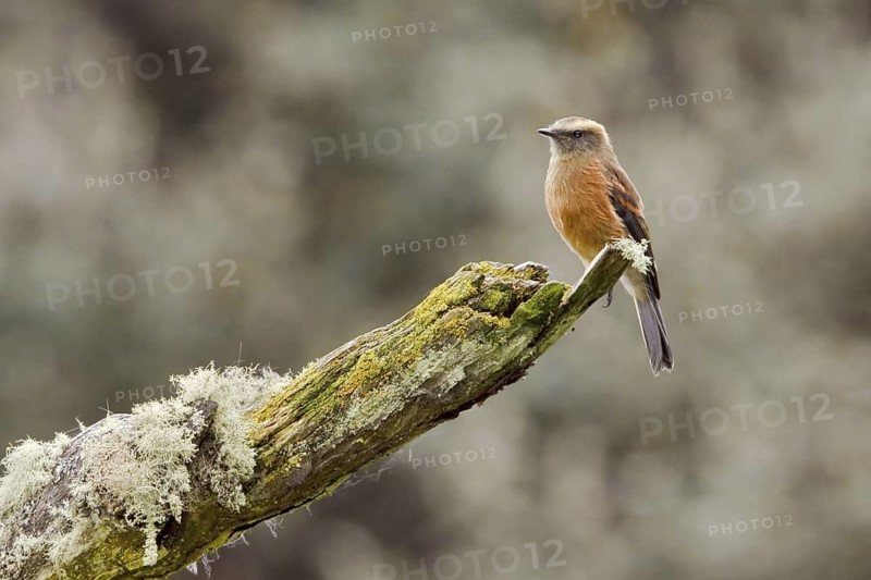 Brown-backed Chat-Tyrant (Ochthoeca fumicolor), Ecuador