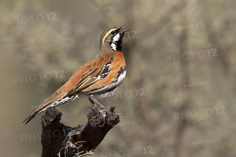 Chestnut-breasted Quail-thrush (Cinclosoma castaneothorax) male singing, Queensland, Australia