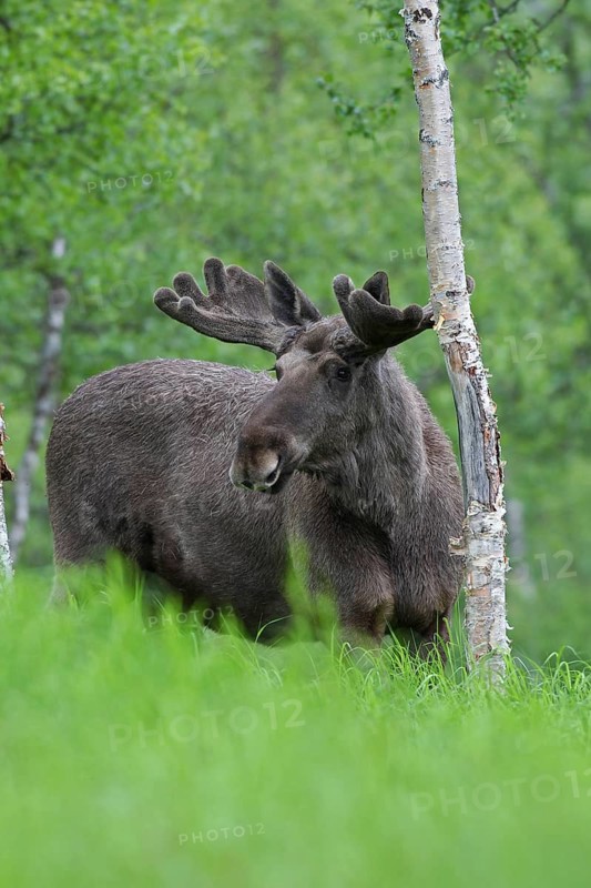 Elk (Alces alces) bull in antler structure, antlers still covered with bast skin, Lapland, Norway, Scandinavia, Lapland, Norway