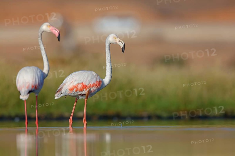 Pink flamingo, (Phoenicopterus ruber), Phoenicopterus roseus, animals, birds, flamingo, biotope, habitat, waters, foraging, Lesbos, Salalah, Dhofar, Greece