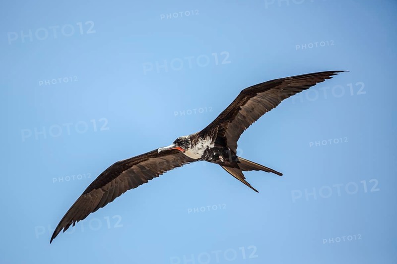 Great Frigatebird (Fregata minor ridgwayi) young male flying, Galapagos, Ecuador