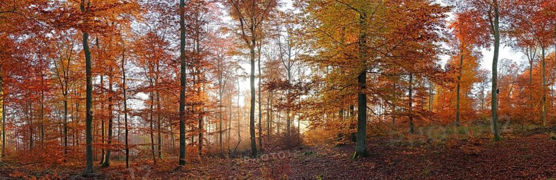 Autumn-coloured beech forest, morning mood, Solms, Lahn-Dill district, Hesse, Germany Lahn-Dill district, Hesse, Federal Republic of Germany