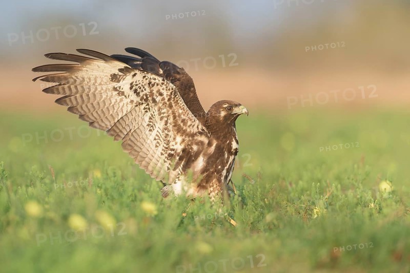 White-tailed Hawk (Geranoaetus albicaudatus) juvenile on a meadow, Texas, USA