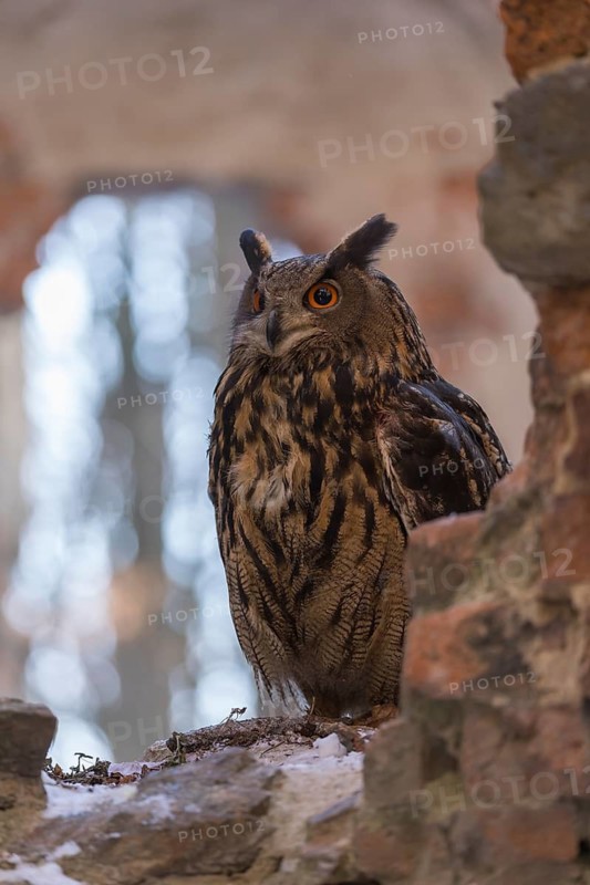 One Eurasian Eagle Owl, Bubo bubo, standing on the walls of a ruin of a monastery