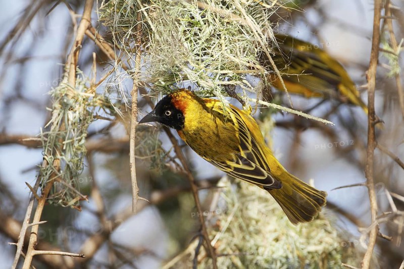 Lesser Masked Weaver (Ploceus intermedius) building nest, Kenya