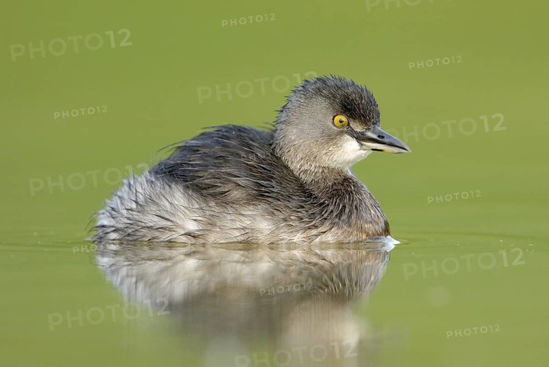 Least Grebe (Tachybaptus dominicus), Texas, USA