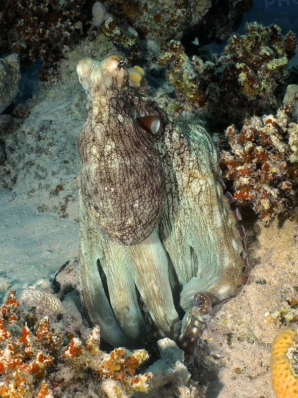 Big blue octopus (Octopus cyaneus Octopus cyanea)