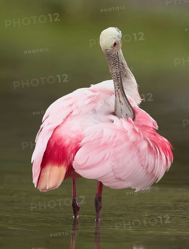 Roseate Spoonbill (Platalea ajaja) preening, Florida, USA