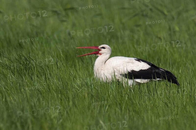 White Stork (Ciconia ciconia), Lake Neusiedl, Austria