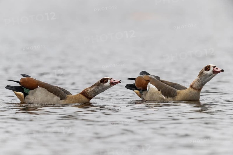 Egyptian geese (Alopochen aegyptiacus), swimming, Emsland, Lower Saxony, Germany
