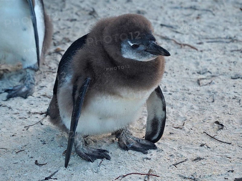 African penguin chick (Spheniscus demersus)
