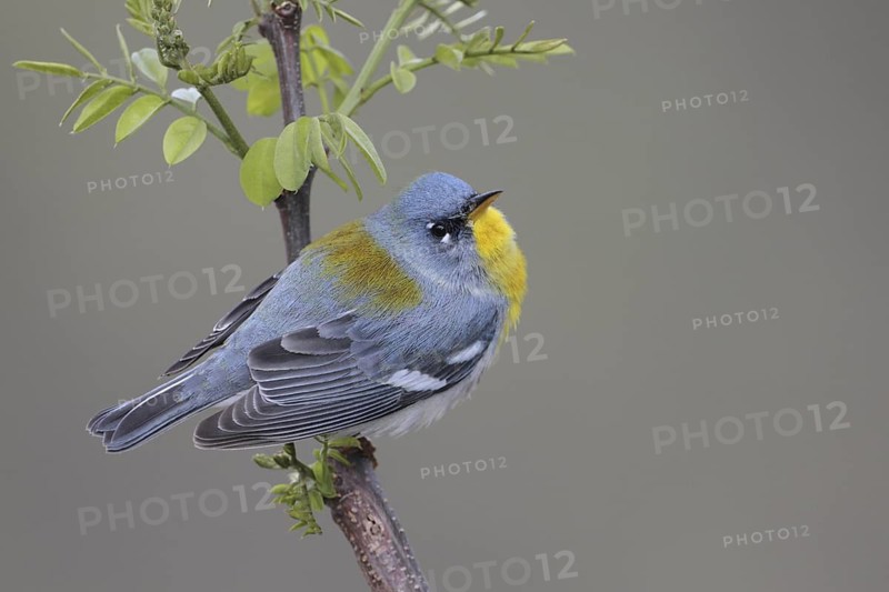 Northern Parula (Setophaga americana), West Virginia, USA