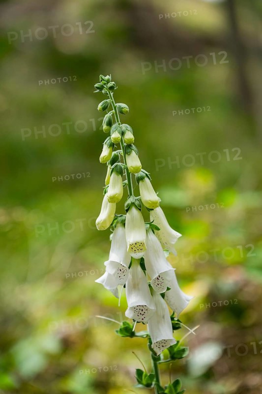 Common foxglove (Digitalis purpurea) flower blooming in a forest, Upper Palatinate, Bavaria, Germany