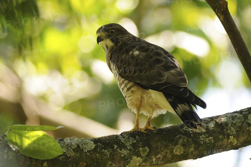Broad-winged Hawk (Buteo platypterus), Guatemala