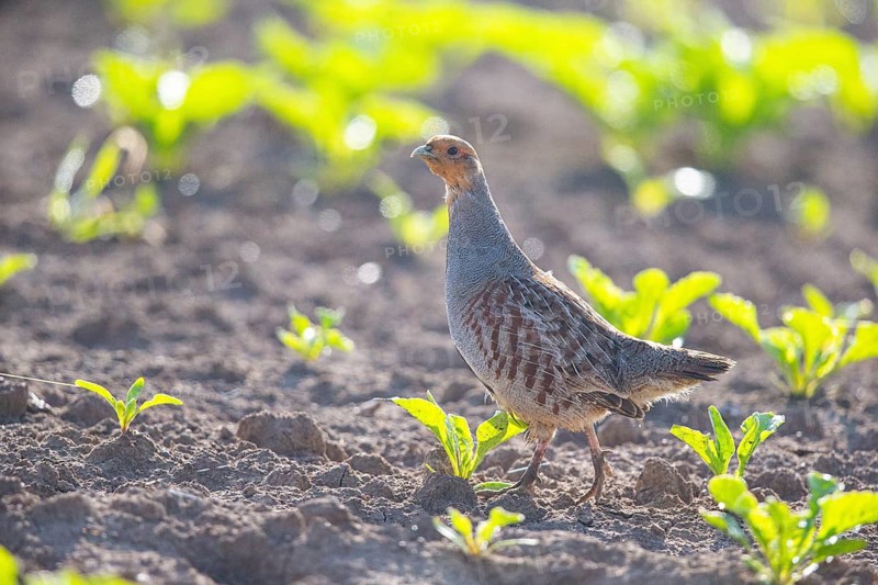 Grey partridge (Perdix perdix) Germany