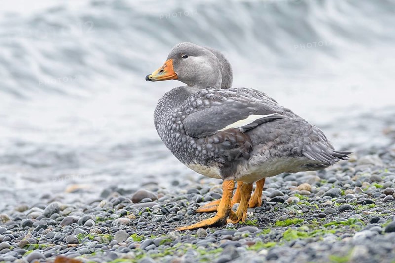 Fuegian Steamer Duck (Tachyeres pteneres), Chile