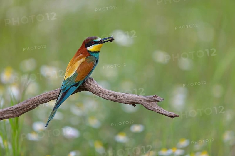 Bee-eater, (Merops apiaster), perch, individual, lateral, Tiszaalpár, Kiskunsági National Park, Bács-Kiskun, Hungary