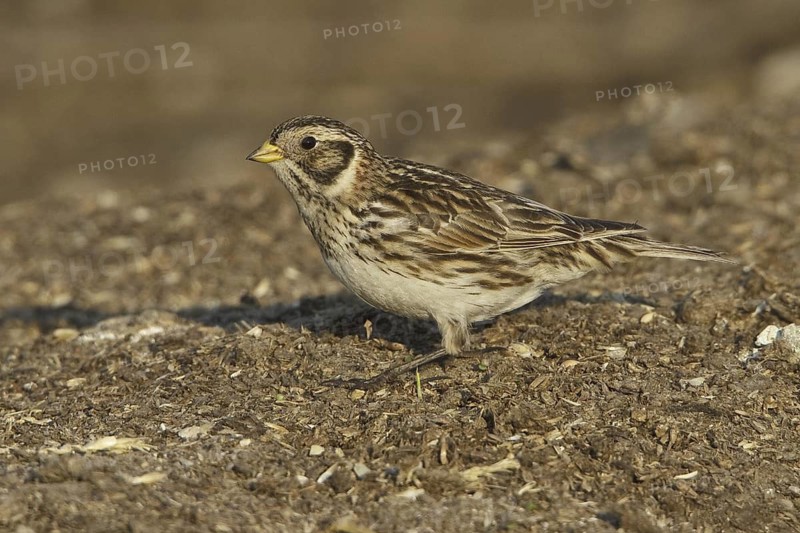 Lapland Longspur (Calcarius lapponicus), Manitoba, Canada