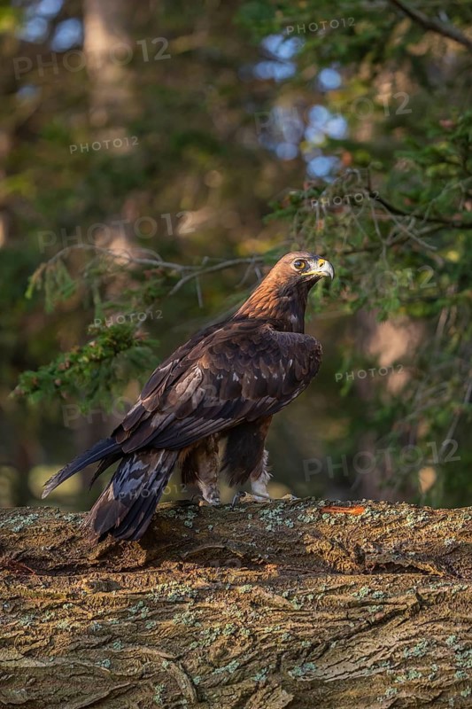 One golden eagle (Aquila chrysaetos) sitting on a rotting log. A green forest in the background