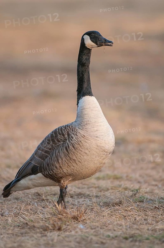 Canada Goose (Branta canadensis), Vaestergoetland, Sweden
