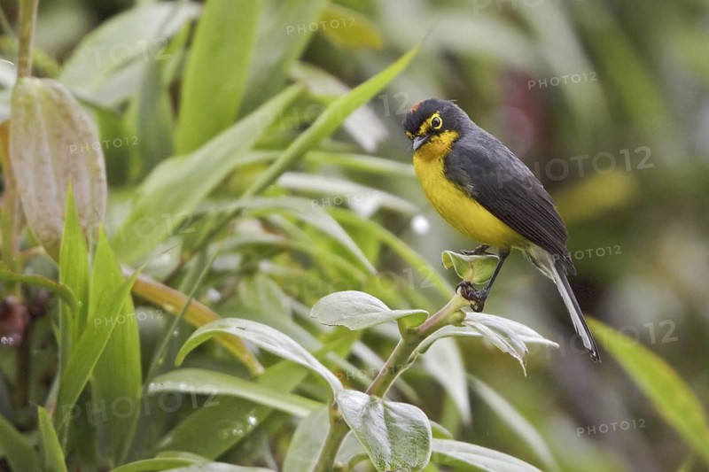 Spectacled Whitestart (Myioborus melanocephalus), Ecuador