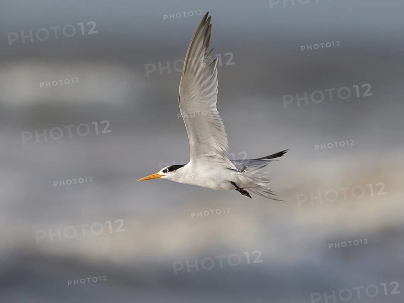 Lesser Crested Tern (Thalasseus bengalensis) flying, Sri Lanka
