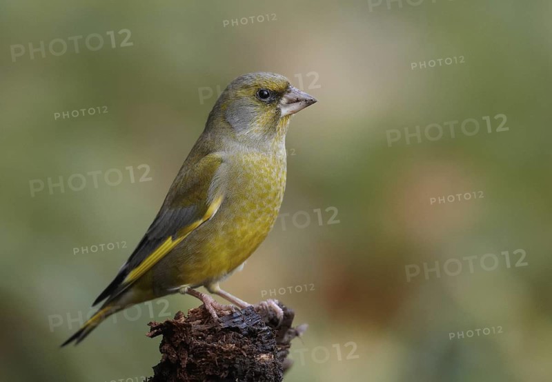 European Greenfinch (Chloris chloris), Mecklenburg-Western Pomerania, Deutschland