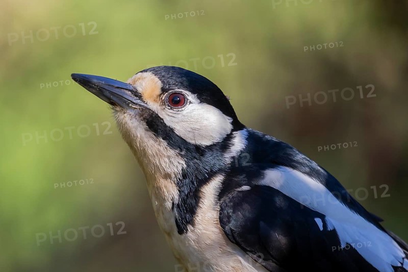 Great Spotted Woodpecker (Dendrocopos major) female, Lower Saxony, Germany
