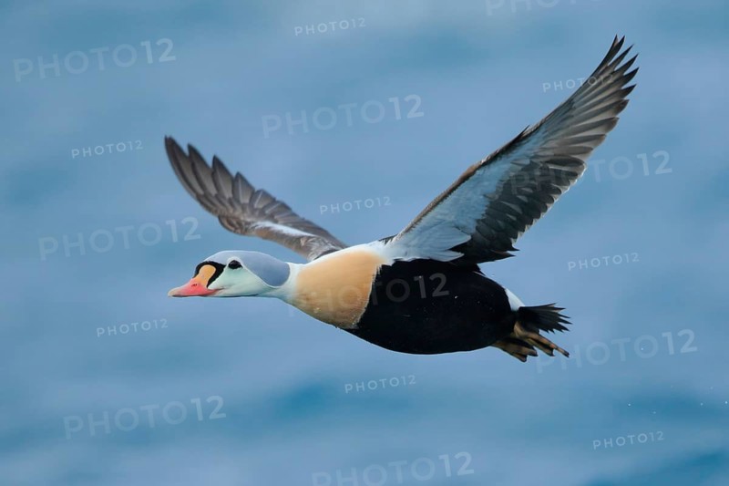 King Eider (Somateria spectabilis) male flying, Finnmark, Norway