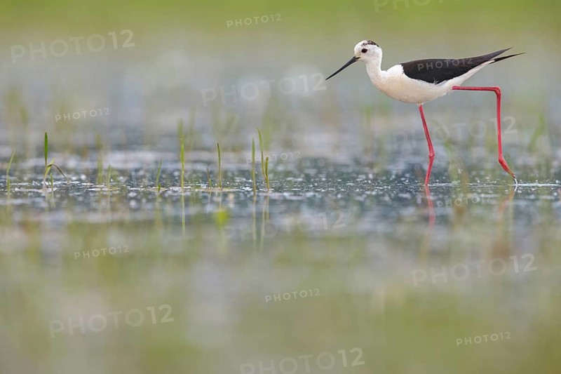 Black-winged Stilt, (Himantopus himantopus), avocet family, biotope, habitat, foraging, Floating Hide fixed, Tiszaalp-r, Kiskuns-gi National Park, B-cs-Kiskun, Hungary