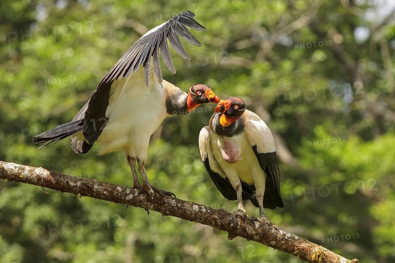 King Vulture (Sarcoramphus papa) perched on a branch in Costa Rica