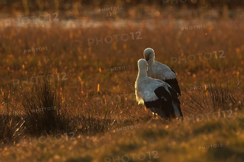 Two storks stand in a peaceful wetland, illuminated by the golden glow of sunset. The warm light casts a tranquil ambiance, accentuating the beauty of the scene in wetland of the Emporda
