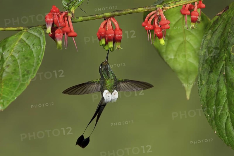 Booted Racket-tail hummingbird (Ocreatus underwoodii) flying while feeding at a flower in Ecuador, South America