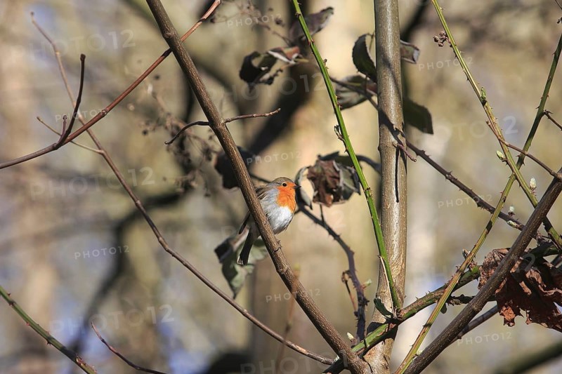 Robin (Erithacus rubecula) sitting on a branch, North Rhine-Westphalia, Germany