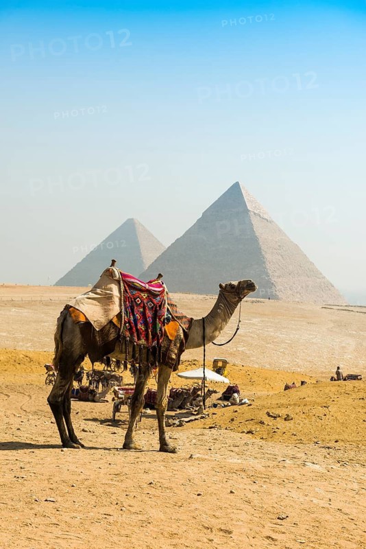 Camels and pyramids, Giza pyramids, UNESCO World Heritage Site, Giza, Cairo, Egypt
