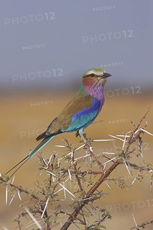 Lilac-breasted Roller (Coracias caudatus), Oshikoto, Namibia