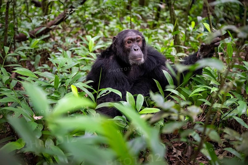 Chimpanzee (Pan Troglodytes), male on the ground, jungle in Kibale National Park, Uganda