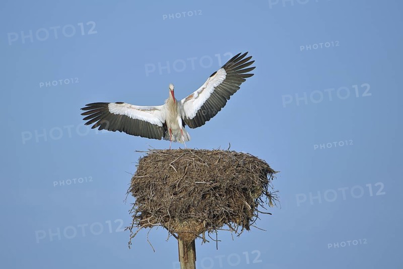 White stork (Ciconia ciconia) with open wings approaching nest, Los Barruecos, Malpartida de Caceres, Caceres, Extremadura, Spain