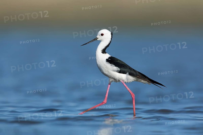 White-headed Stilt (Himantopus leucocephalus), Victoria, Australia