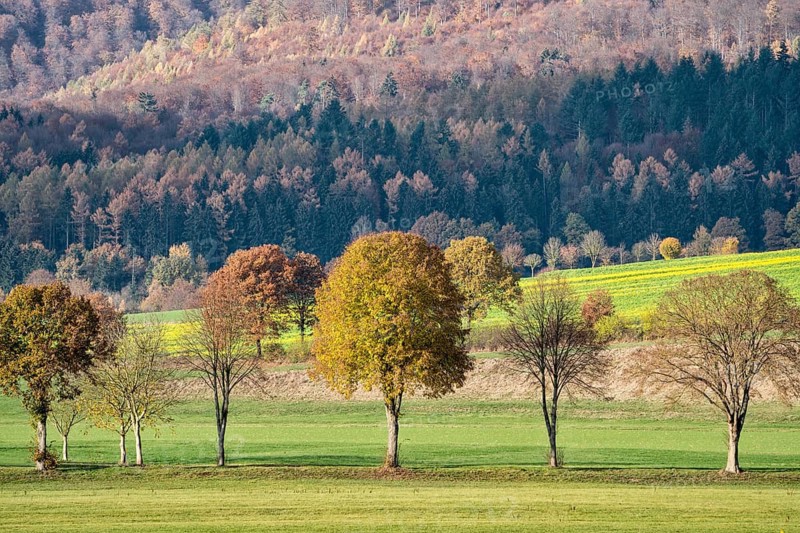 View of Solling forest, Weser River, Lower Saxony, Germany