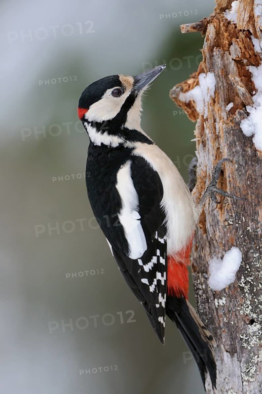 Great Spotted Woodpecker (Dendrocopos major) male climbing tree, North Rhine-Westphalia, Germany