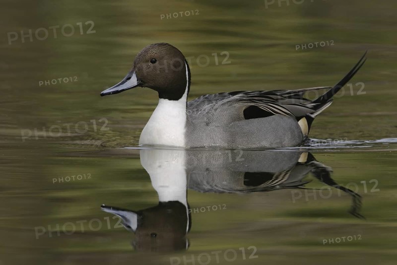 Northern Pintail (Anas acuta) male, Arizona, USA