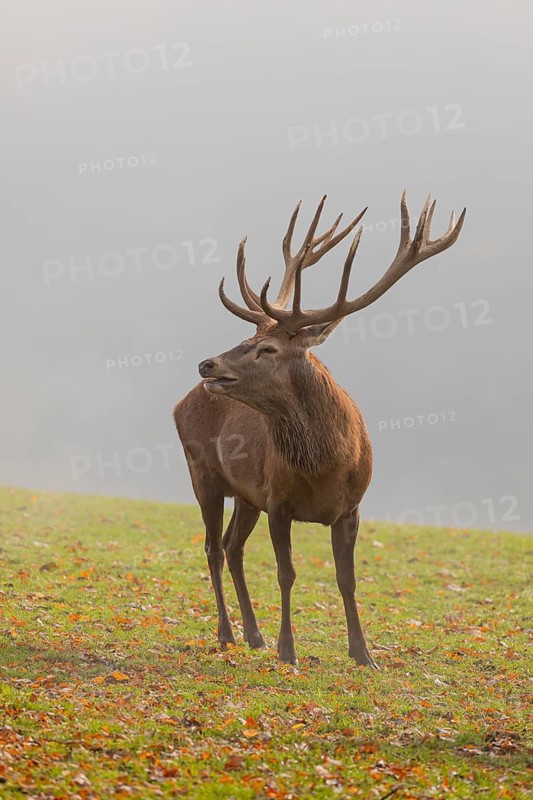 One Red Deer stag (Cervus elaphus) at the rutting season, standing on meadow, calling. A forest in fall foliage and dense fog in the background