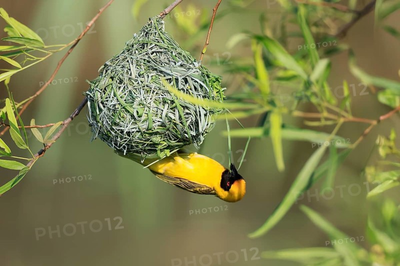 Masked weaver (Ploceus velatus), adult, male, at the nest, weaving, nest building, Pilanesberg National Park, North West Province, South Africa