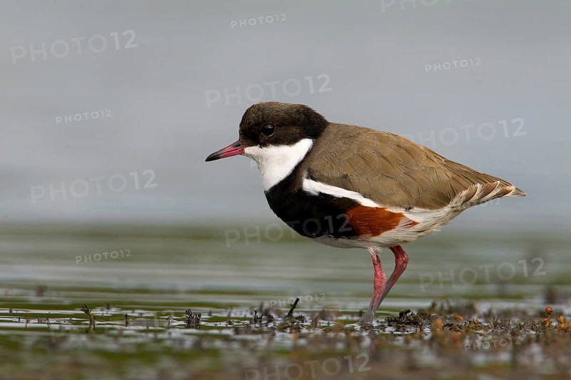 Red-kneed Dotterel (Erythrogonys cinctus) foraging, Victoria, Australia